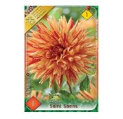 Bulbi de flori Dalia Cactus Saint Saens 1buc