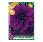 Bulbi de flori Dalia Decorative Thomas Edison 1buc