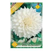Bulbi de flori Dalia Decorative White Perfection 1buc