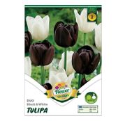 Bulbi de flori Lalele Duo Black & White 6 buc