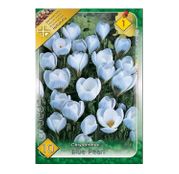 Bulbi de flori Brandusa Crocus Chrysanthus Blue Pearl 10buc