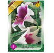 Bulbi de flori Crin LO hibrid Triumphator 1buc