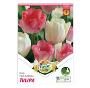 Bulbi de flori Lalele Duo Pink & White 6 buc
