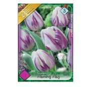 Bulbi de flori Lalele Flaming Flag 6 buc