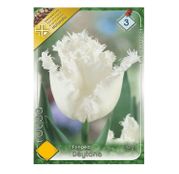 Bulbi de flori Lalele Fringed Daytona/Honeymoon 7 buc