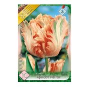 Bulbi de flori Lalele Apricot Parrot 8 buc