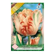 Bulbi de flori Lalele Apricot Parrot 5 buc