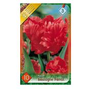 Bulbi de flori Lalele Bastogne Parrot 10buc