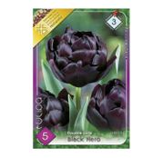 Bulbi de flori Lalea Black Hero 5buc