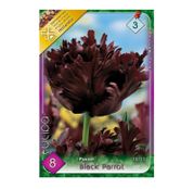 Bulbi de flori Lalele Black Parrot 8buc