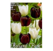 Bulbi de flori Lalea Duo Black & White 10buc