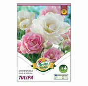 Bulbi de flori Lalele Duo Double Pink & White 8 buc