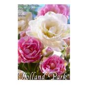 Bulbi de flori Lalea Duo Double Pink & White 10buc