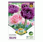 Bulbi de flori Lalele Duo Double Purple & Pink 8 buc