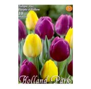 Bulbi de flori Lalea Duo Purple & Yellow 10buc