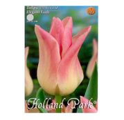 Bulbi de flori Lalele Elegant Lady 6 buc