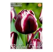 Bulbi de flori Lalea Fontainebleau 8buc