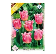 Bulbi de flori Lalele Fringed Fancy Frills 10buc