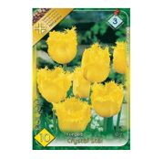 Bulbi de flori Lalele Fringed Hamilton/Crystal Star 10buc
