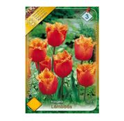 Bulbi de flori Lalele Fringed Lambada 8 buc