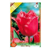 Bulbi de flori Lalea Fringed Red Wing 10buc