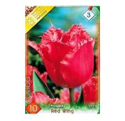 Bulbi de flori Lalele Fringed Red Wing 10buc
