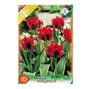 Bulbi de flori Lalea Hollywood 10buc