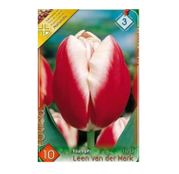 Bulbi de flori Lalea Leen van der Mark 10buc