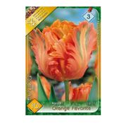 Bulbi de flori Lalea Orange Favorite 10buc