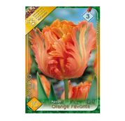 Bulbi de flori Lalele Orange Favorite 10buc