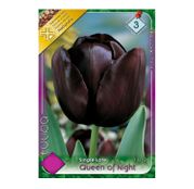 Bulbi de flori Lalele Queen of Night 7 buc