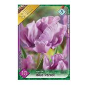 Bulbi de flori Lalele Rai / Blue Parrot 10buc