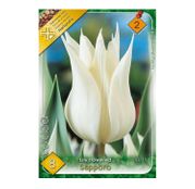 Bulbi de flori Lalele Sapporo 8buc