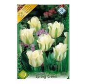 Bulbi de flori Lalea Spring Green 10buc