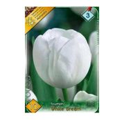 Bulbi de flori Lalea Triumph White 10buc