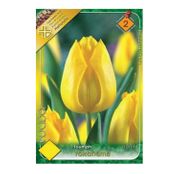 Bulbi de flori Lalele Yokohama 6 buc