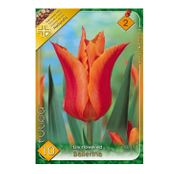 Bulbi de flori Lalele Ballerina 10 buc
