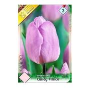 Bulbi de flori Lalele Candy Prince 7 buc