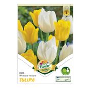 Bulbi de flori Lalele Duo Yellow & White 6 buc