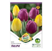 Bulbi de flori Lalele Duo Purple & Yellow 6 buc