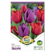 Bulbi de flori Lalele Duo Red & Purple 6 buc