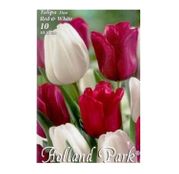 Bulbi de flori Lalele Duo Red & White 10 buc