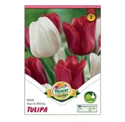Bulbi de flori Lalele Duo Red & White 6 buc