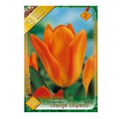 Bulbi de flori Lalele Orange Emperor 10 buc