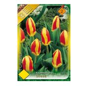 Bulbi de flori Lalele Stresa 8 buc