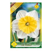 Bulbi de flori Narcisa Ice Follies 5buc