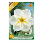 Bulbi de flori Narcisa Lemon Beauty 5buc