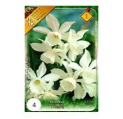 Bulbi de flori Narcisa Thalia 4buc