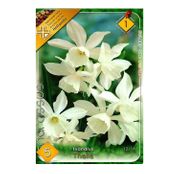 Bulbi de flori Narcisa Thalia 5 buc