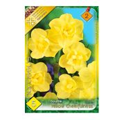 Bulbi de flori Narcisa Yellow Cheerfulness 5buc